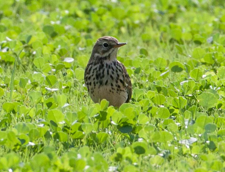 Siberian Buff-bellied Pipit perching on the ground
