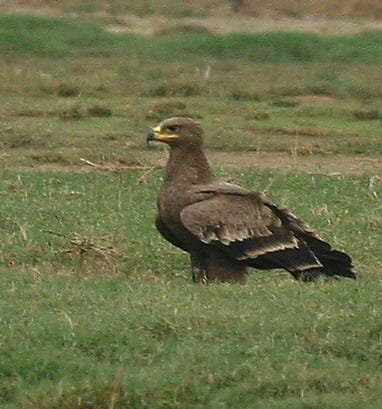 Steppe Eagle perching on a grassy field