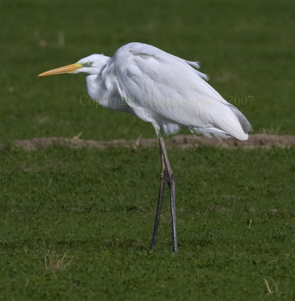 Western Great Egret standing on a grassy field