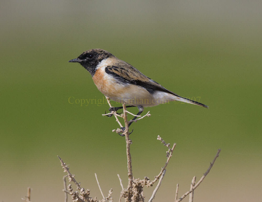 Caspian Stonechat Saxicola maurus hemprichii
