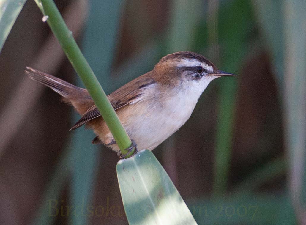 Moustached Warbler on a reed stem