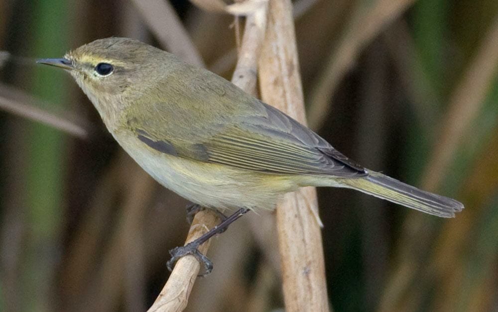 Common Chiffchaff perched on reed stem