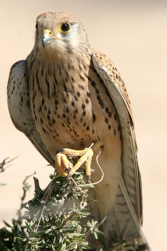 Common Kestrel perching on a bush