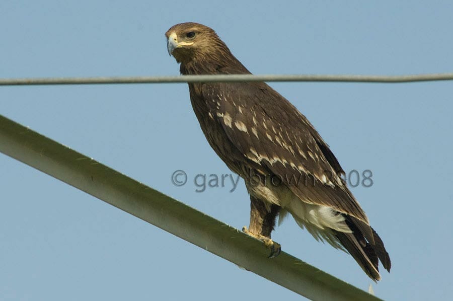 Greater Spotted Eagle perching on a pylon
