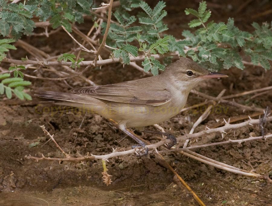 Basra Reed Warbler Acrocephalus griseldis on a brach close to water