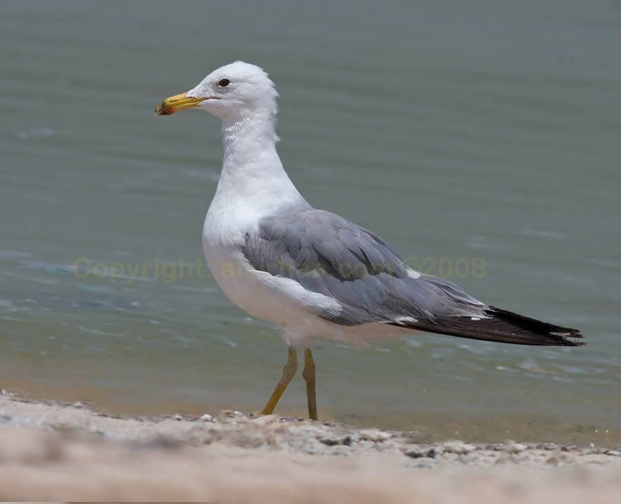 Armenian Gull Larus armenicus 
