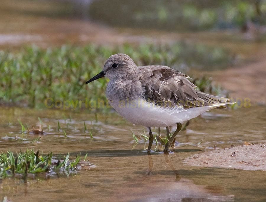 Temminck’s Stint Calidris temminckii