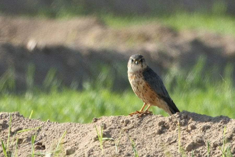 Merlin Falco columbarius