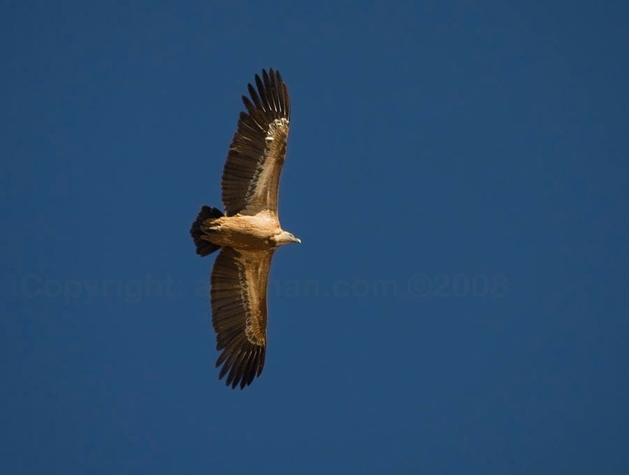 Eurasian Griffon Vulture Gyps fulvus