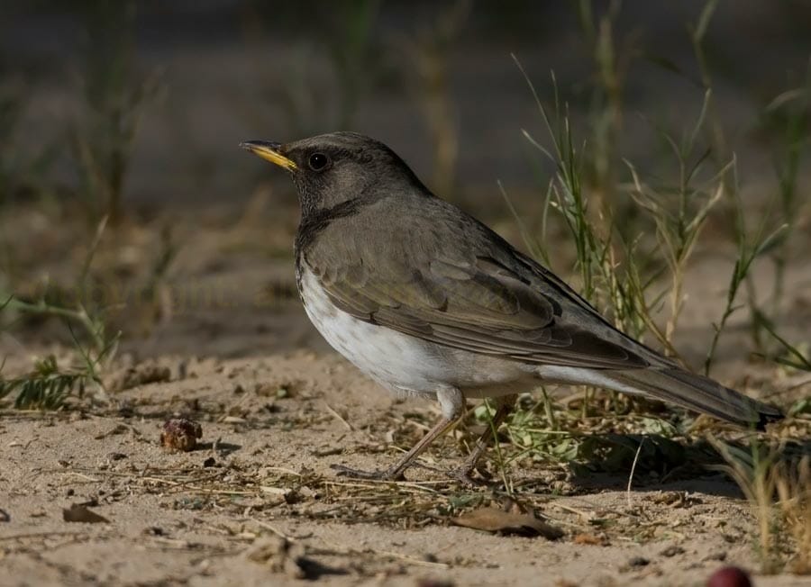 Black-throated Thrush standing on the ground