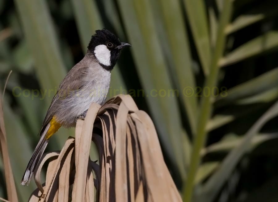 White-eared Bulbul