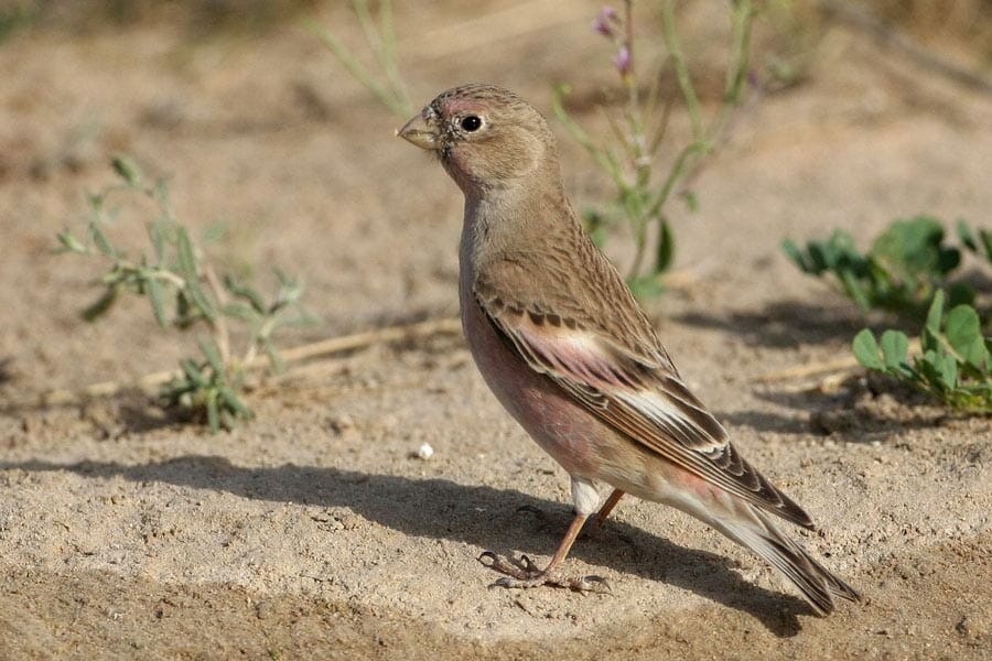 Mongolian Finch standing on the ground