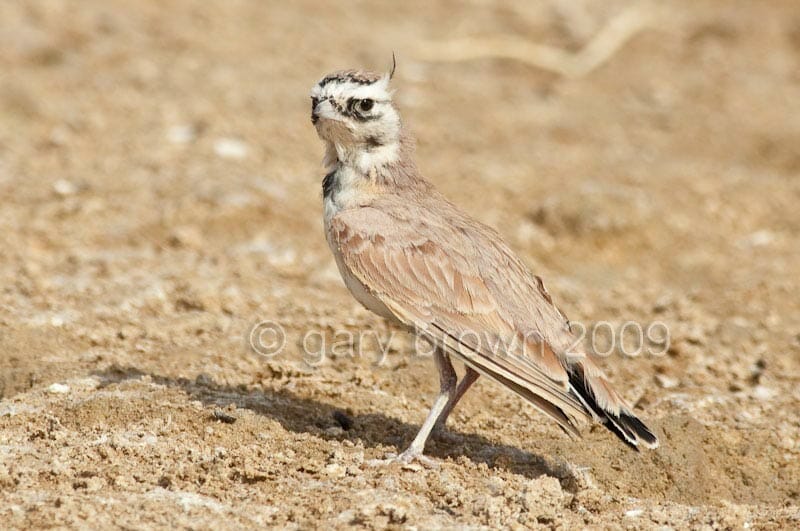 Temminck's Lark Eremophila bilopha
