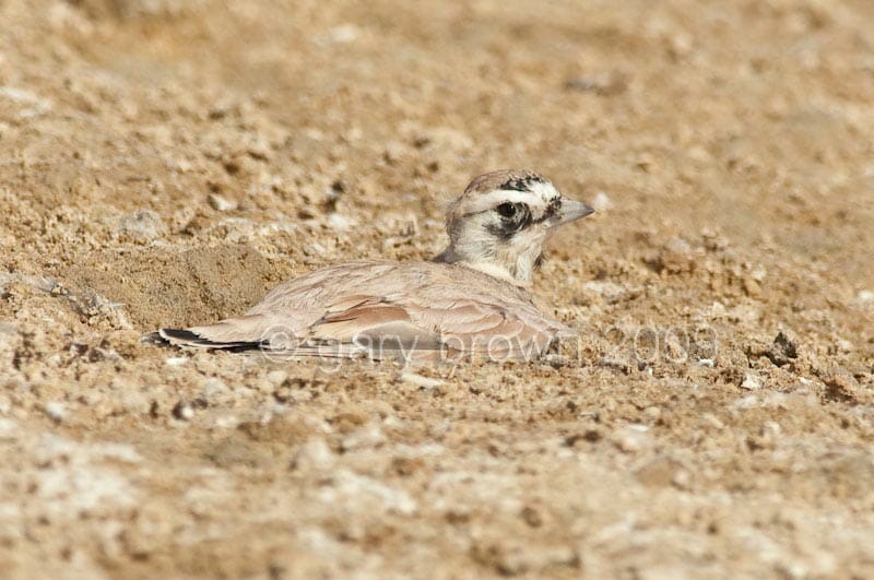 Temminck's Lark Eremophila bilopha