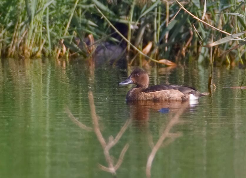 Ferruginous Duck Aythya nyroca