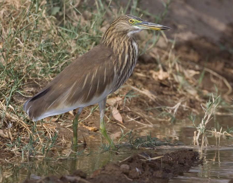 Indian Pond Heron on ground