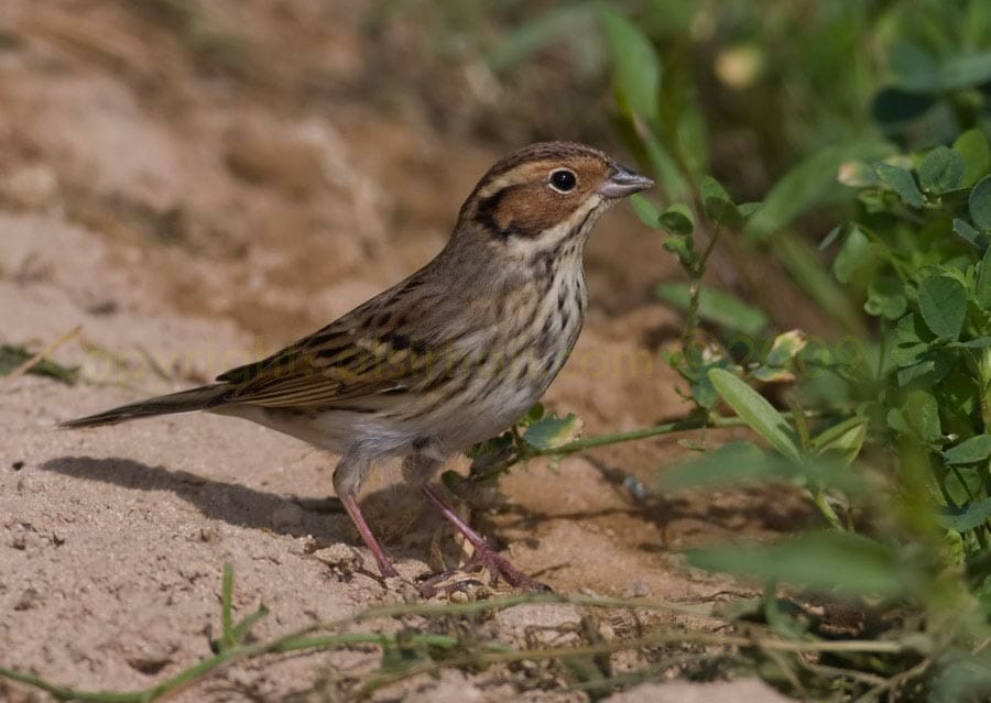 Little_Bunting_MG_8604.jpg