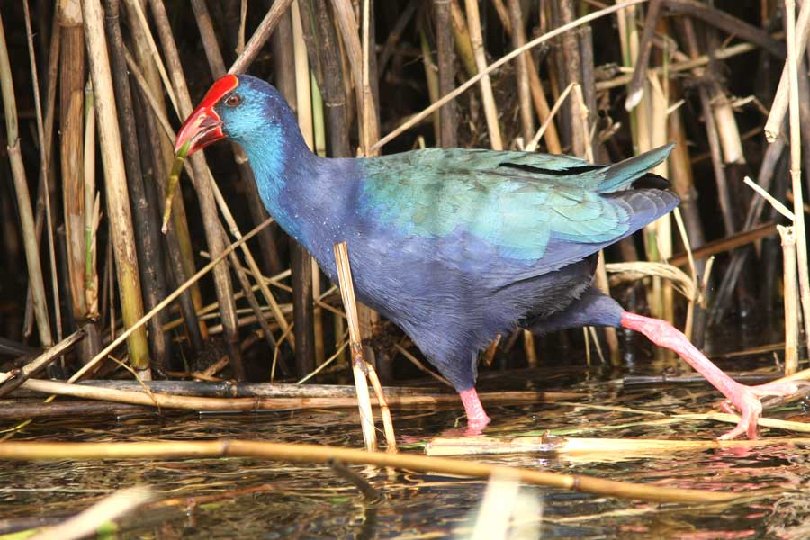 Purple Swamphen walking in water