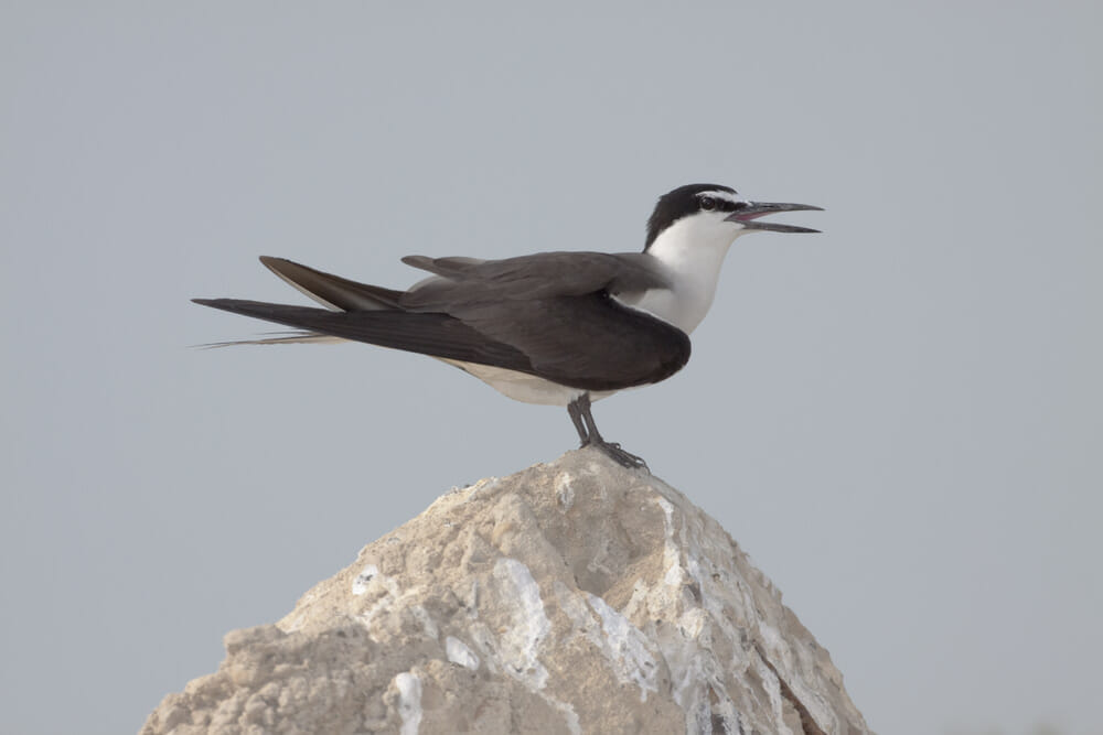 Bridled Tern Onychoprion anaethetus 
