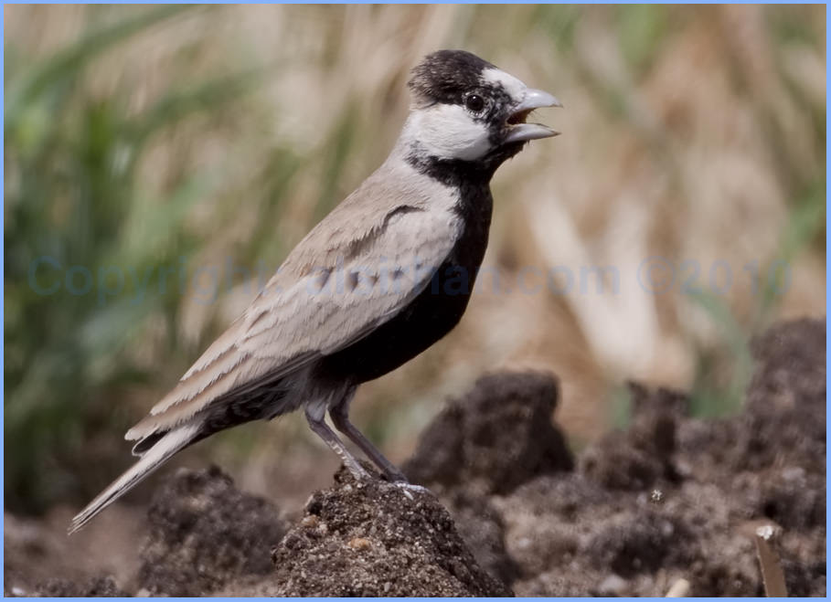 Black-crowned Sparrow-Lark perched on a mound