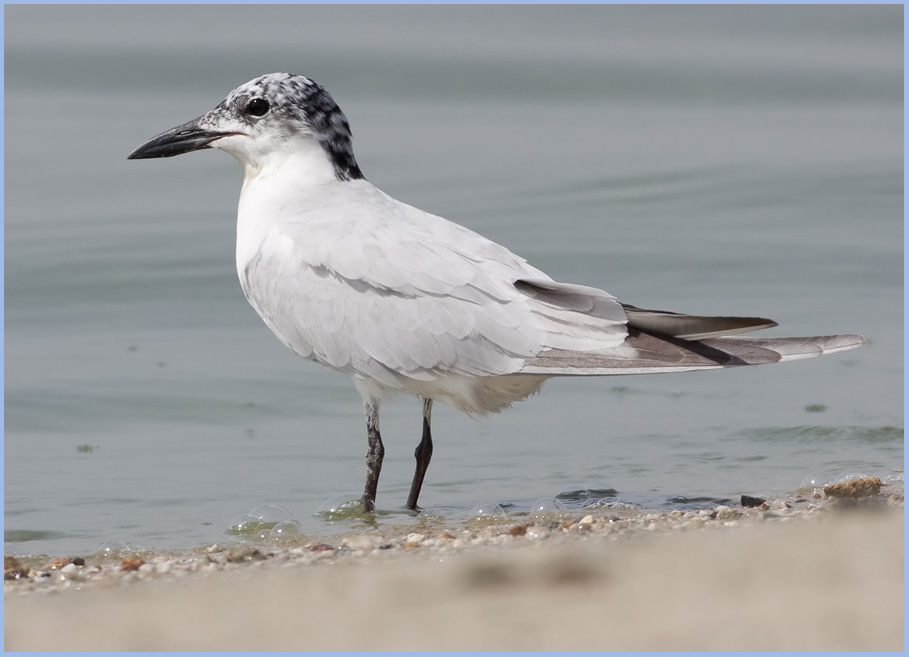 Gull-billed Tern Gelochelidon nilotica 