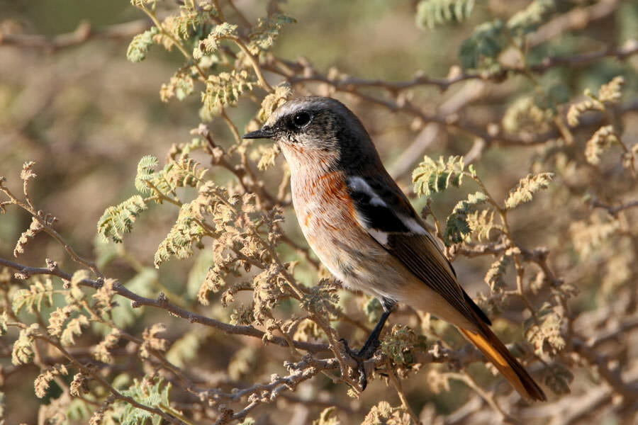 Eversmann’s Redstart perched on prosopis tree