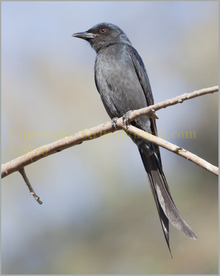 Ashy Drongo Dicrurus leucophaeus