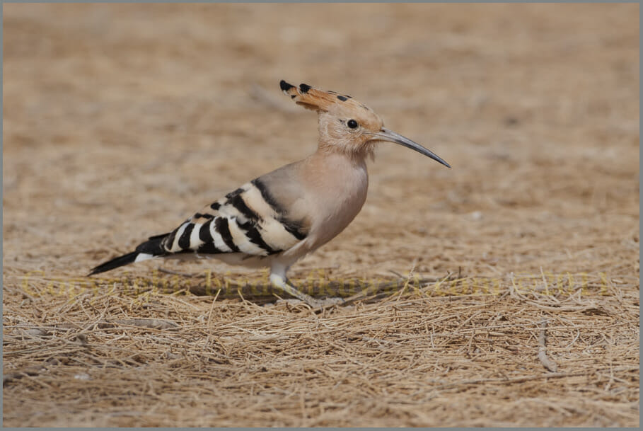 Eurasian Hoopoe Upupa epops