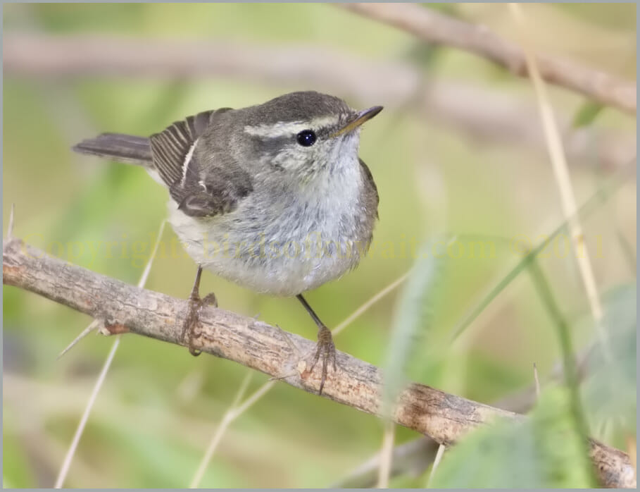 Hume's Leaf Warbler Phylloscopus humei Hume's Leaf Warbler Phylloscopus humei