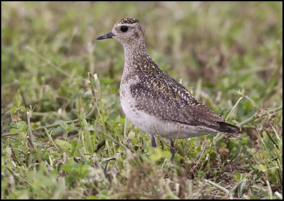 Eurasian Golden Plover Pluvialis apricaria