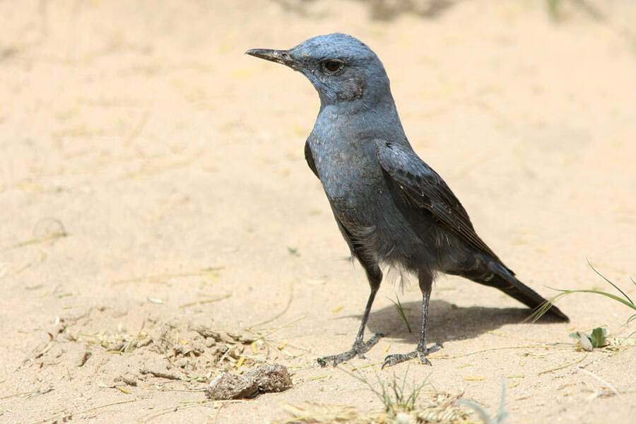 Blue Rock Thrush standing on the ground