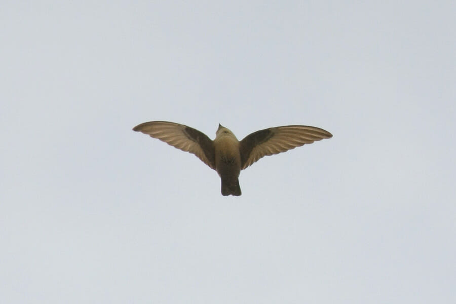 Eurasian Crag Martin in flight