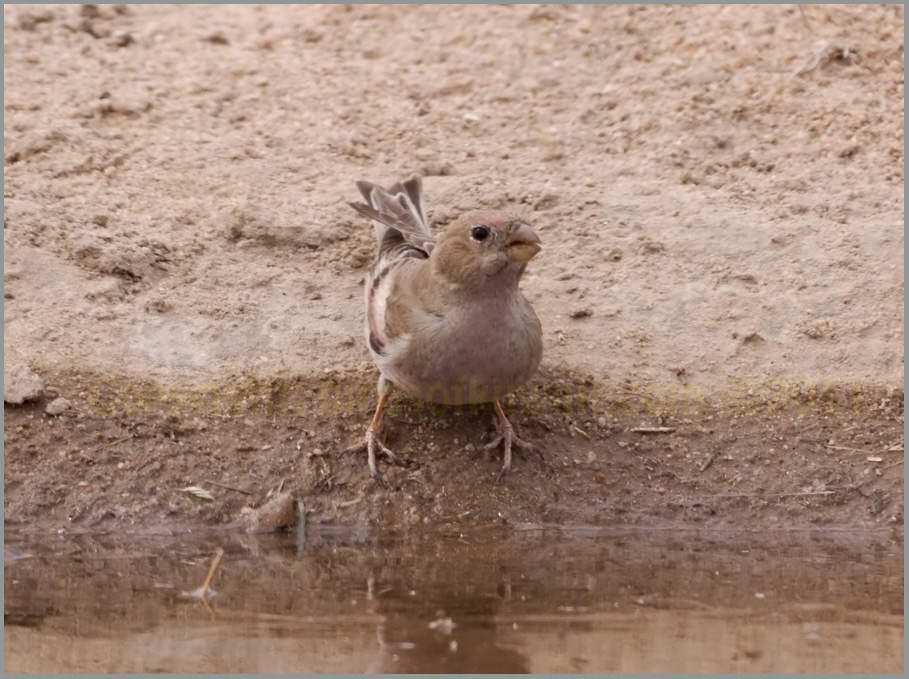 Mongolian Finch Bucanetes mongolicus