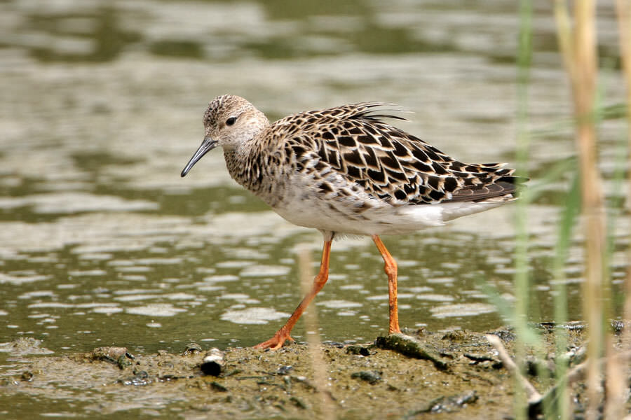 Ruff standing on ground near water