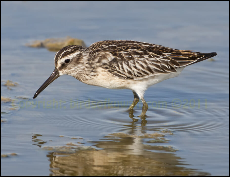 Broad-billed Sandpiper feeding in water