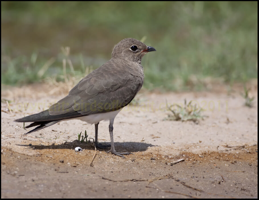 Collared Pratincole Glareola pratincola Collared Pratincole standing on the ground