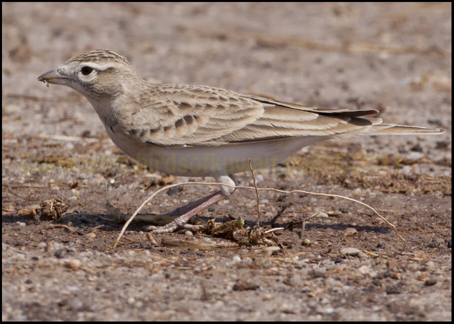 Greater Short-toed Lark Calandrella brachydactyla Greater Short-toed Lark standing on the ground