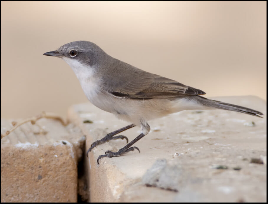 Hume’s Whitethroat perched on a rock
