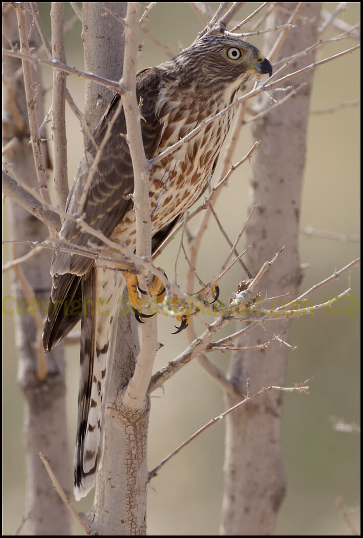 Asian Shikra Accipiter perched on a branch of a tree