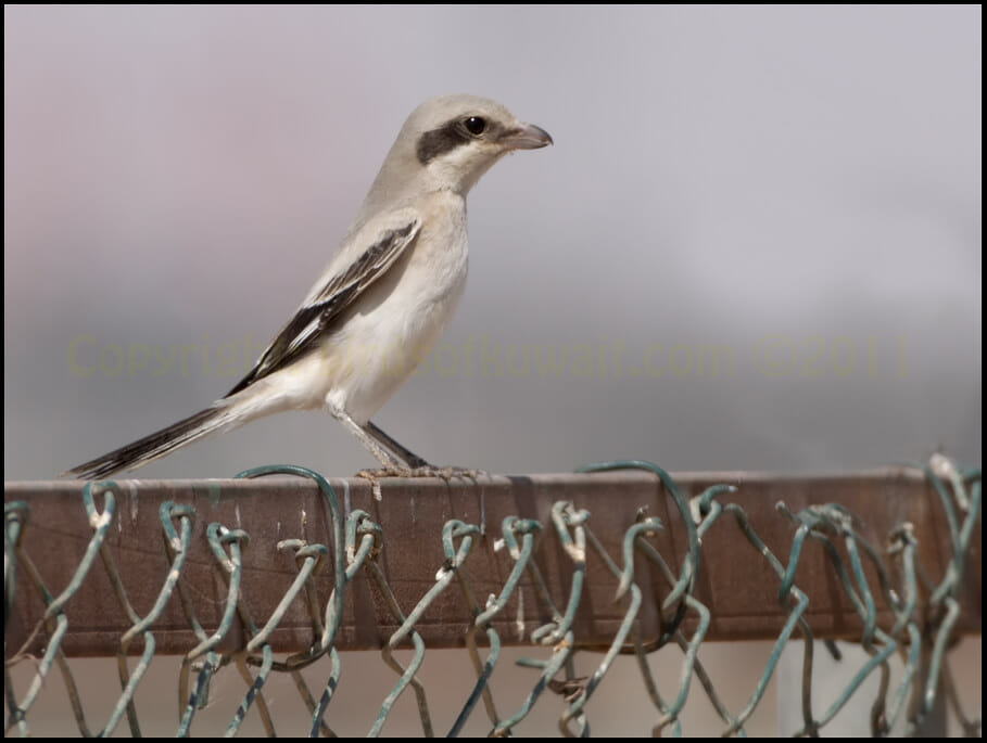 Mauryan Grey Shrike Lanius lahotra palladirostris Great Grey Shrike perching on a fence