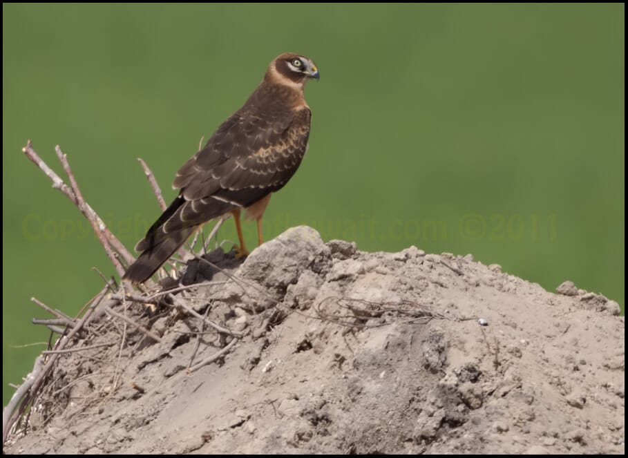 Pallid Harrier Circus macrourus Pallid Harrier standing on a mound
