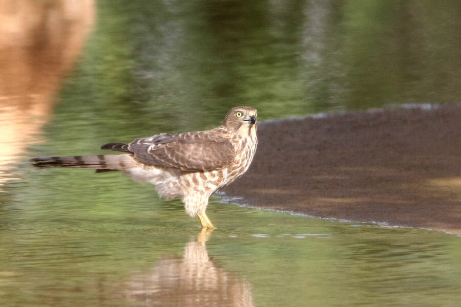Asian Shikra standing in water