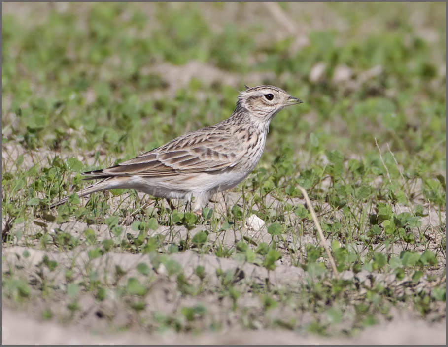 Eurasian Skylark standing on the ground