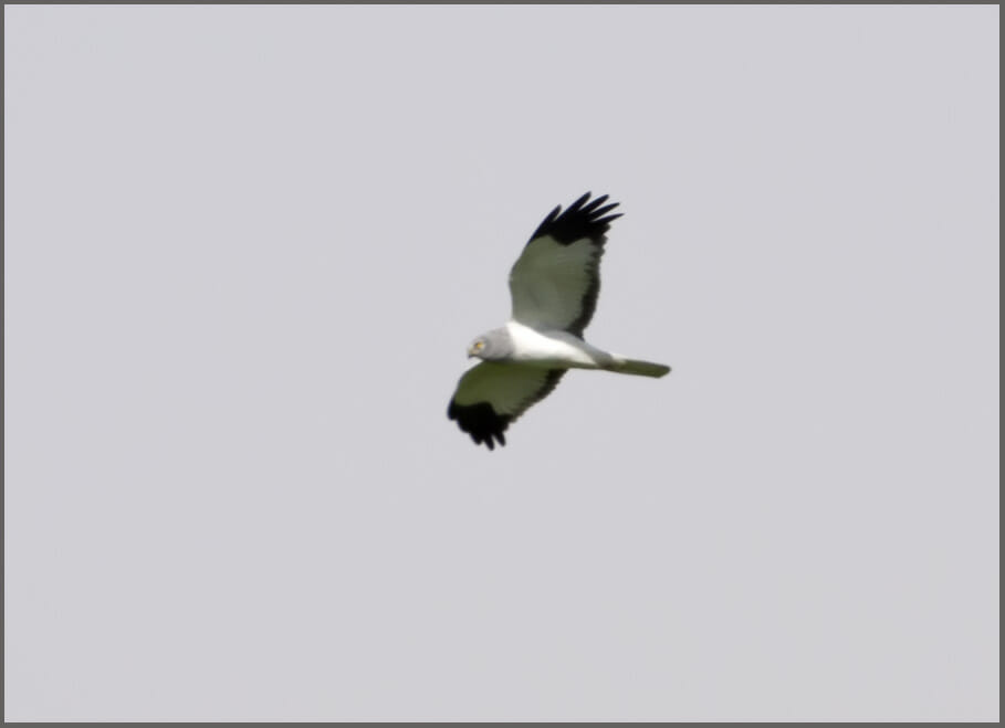 Hen Harrier in flight