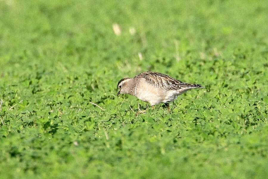 Eurasian Dotterel Charadrius morinellus