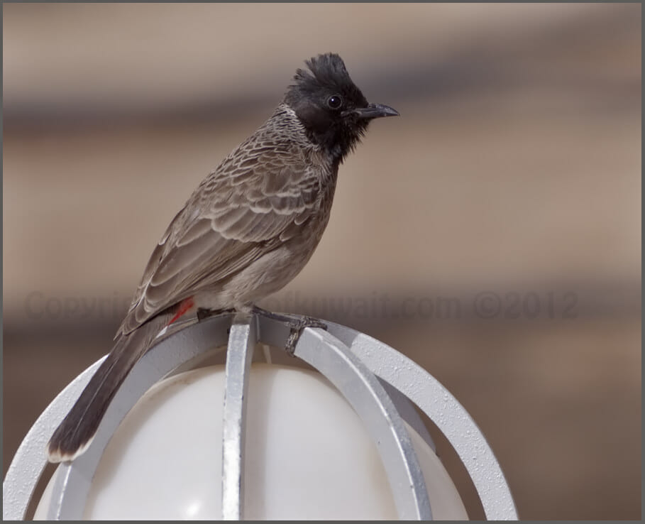 Red-vented Bulbul Pycnonotus cafer Red-vented Bulbul Pycnonotus cafer