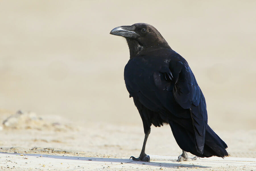 Brown-necked Raven standing on a slab