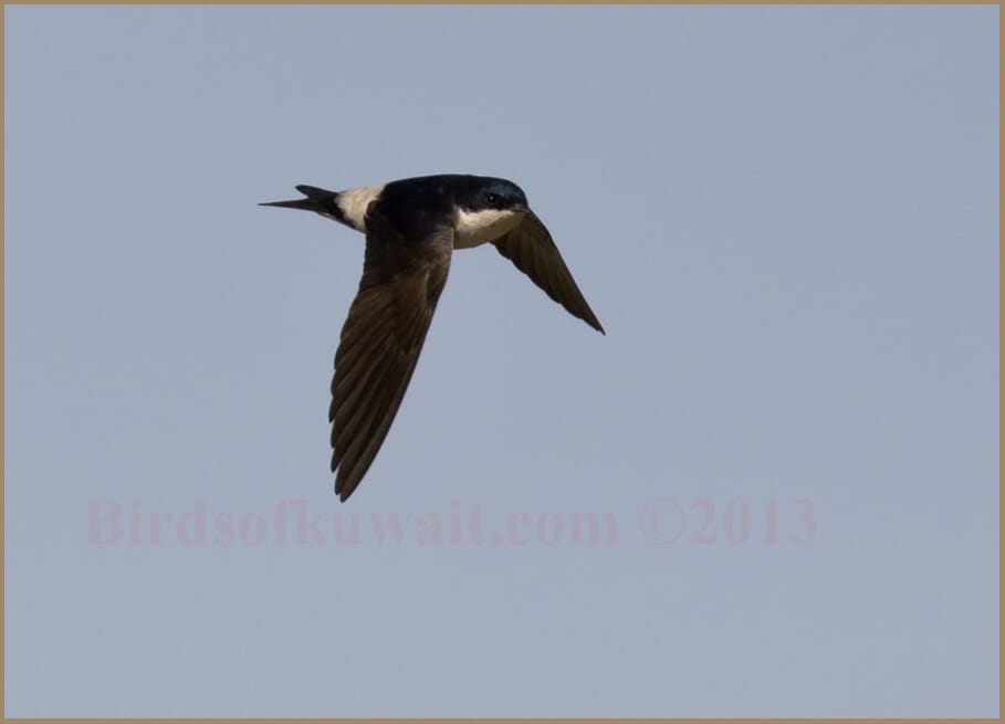 Common House Martin Delichon urbicum