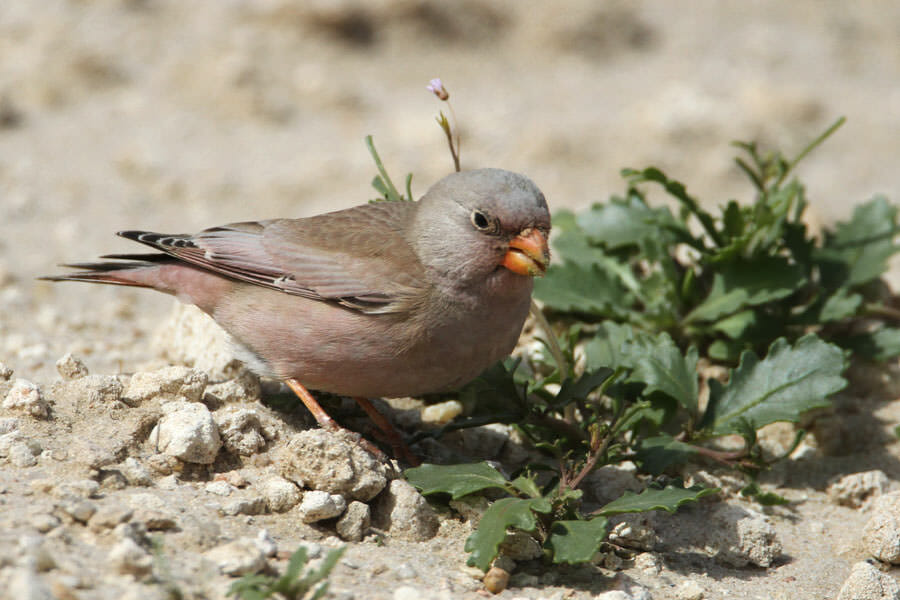 Trumpeter Finch standing on the ground