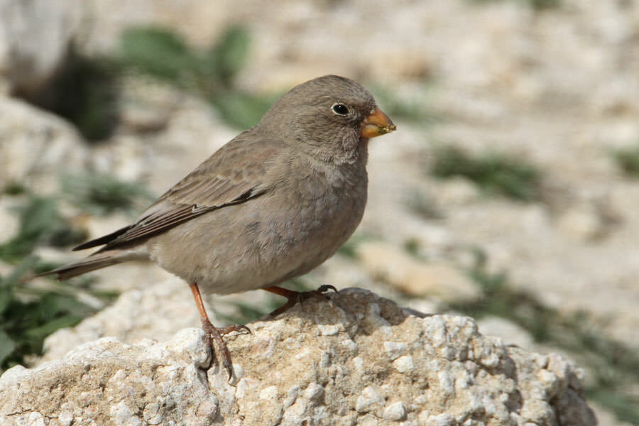 Trumpeter Finch perched on a rock